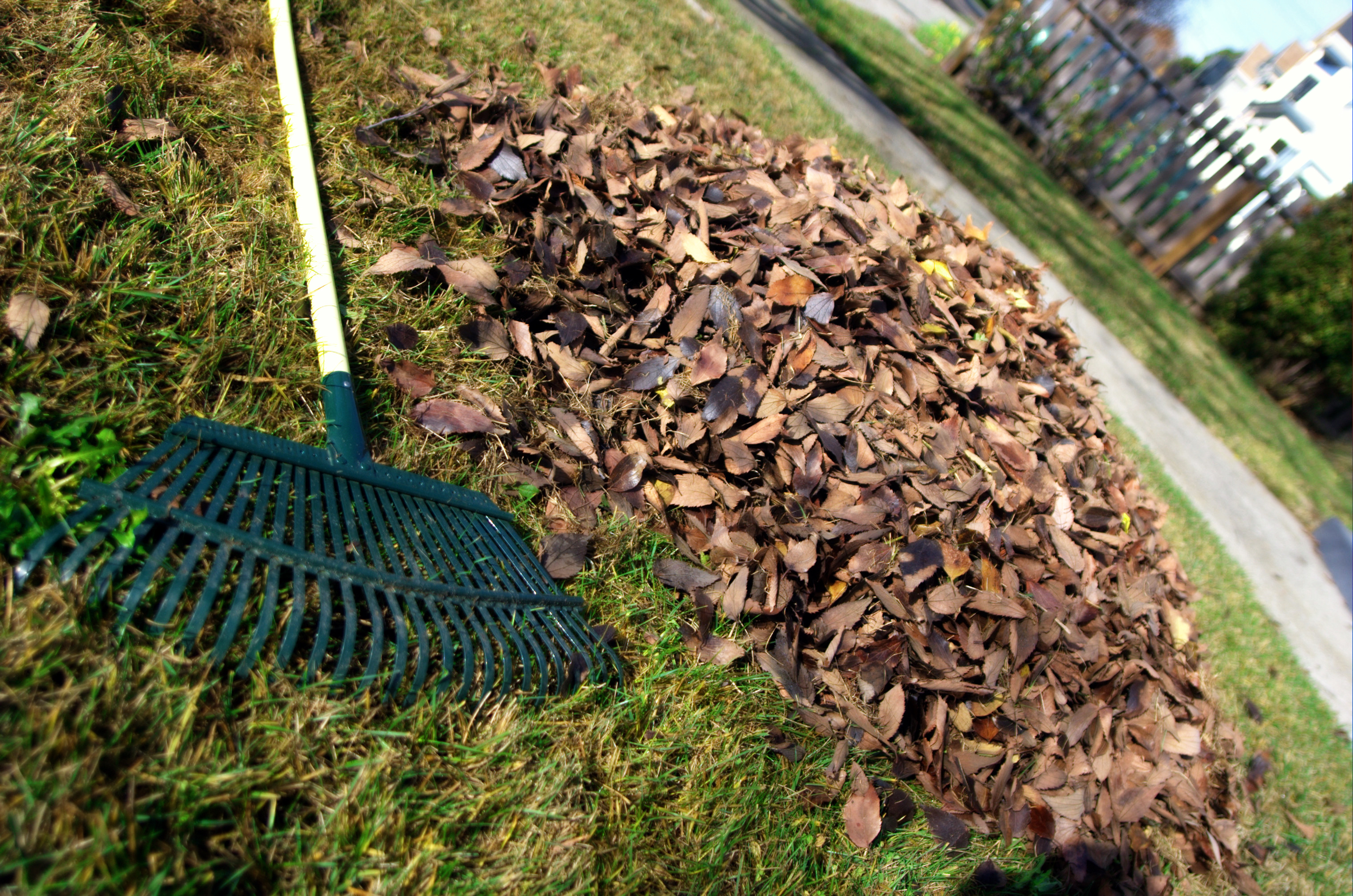Leaf rake resting on a pile of autumn leaves