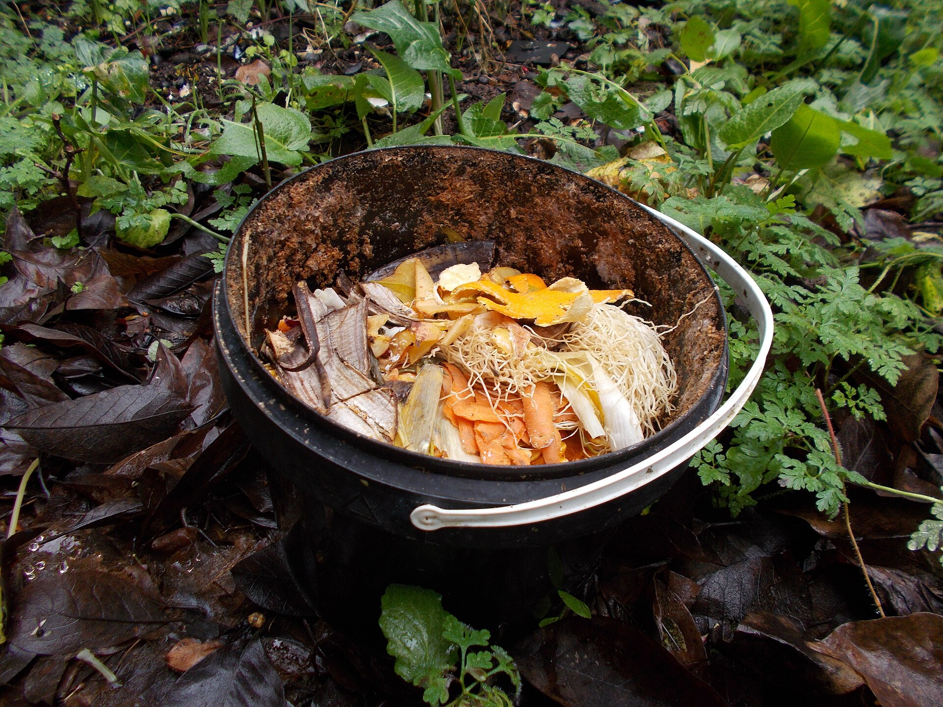 Kitchen food-scrap collection bucket on a counter