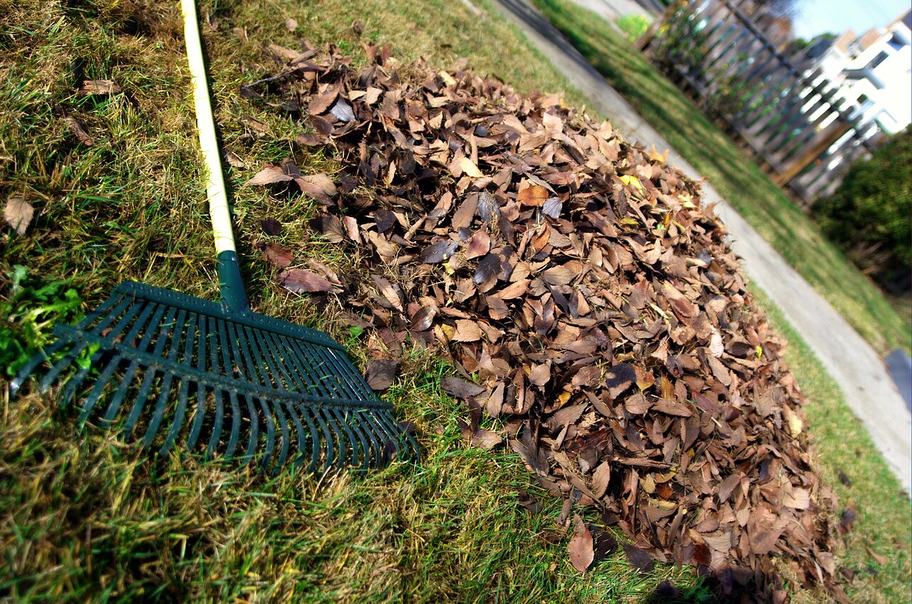A green leaf rake on a lawn beside a pile of raked brown autumn leaves, with a sidewalk and fence behind.