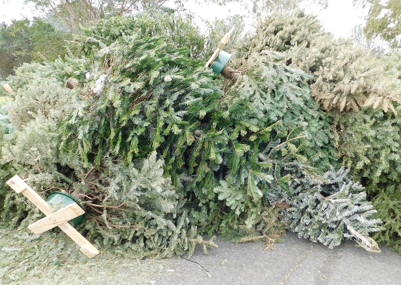 Discarded Christmas trees awaiting chipping at a San Diego drop-off site